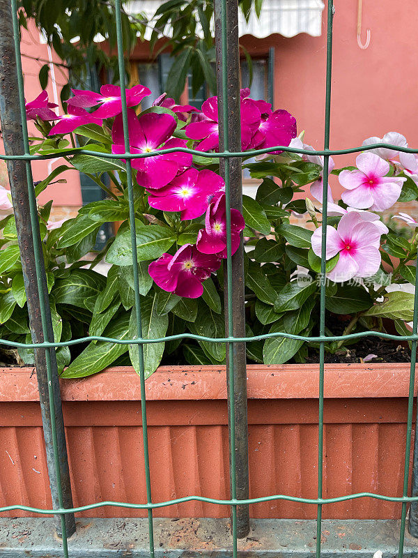 全画幅的窗户盒子粉红色开花Sadabahar /马达加斯加长春花植物(Catharanthus roseus)在陶土槽花盆，重点在前景